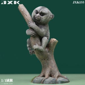 [23년 2분기] JXK 1/1 비단마모셋속(JXK155) JXK - 1/1 Callithrix Jacchus (JXK155)